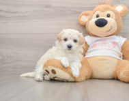 7 week old Maltipoo Puppy For Sale - Windy City Pups