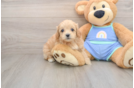 Smart Maltipoo Poodle Mix Pup
