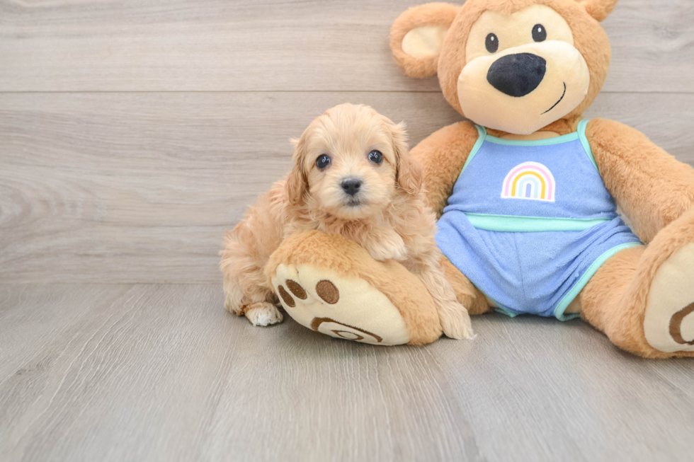 Smart Maltipoo Poodle Mix Pup