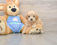 7 week old Maltipoo Puppy For Sale - Windy City Pups