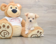 9 week old Maltipoo Puppy For Sale - Windy City Pups