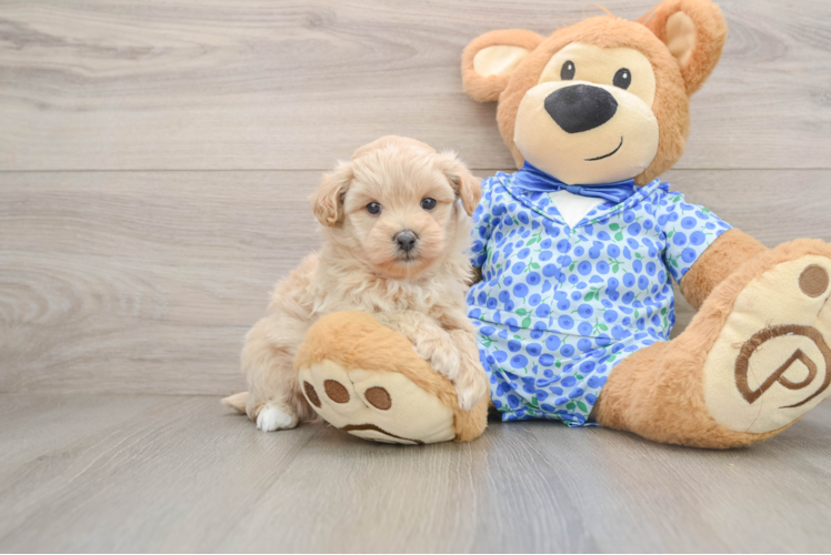 Cute Maltipoo Baby