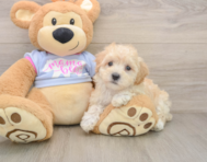 8 week old Maltipoo Puppy For Sale - Windy City Pups