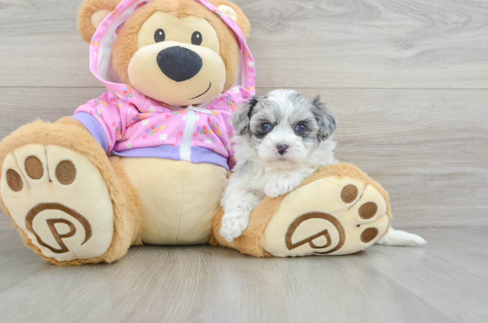 5 week old Maltipoo Puppy For Sale - Windy City Pups