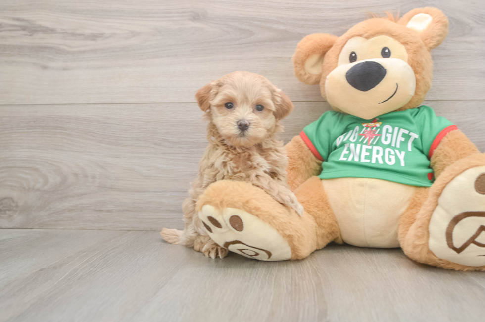 6 week old Maltipoo Puppy For Sale - Windy City Pups