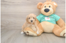 Best Maltipoo Baby