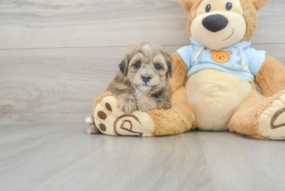 Popular Maltipoo Poodle Mix Pup