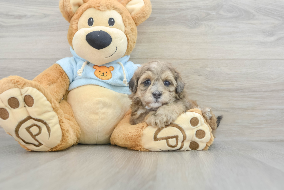 Maltipoo Puppy for Adoption