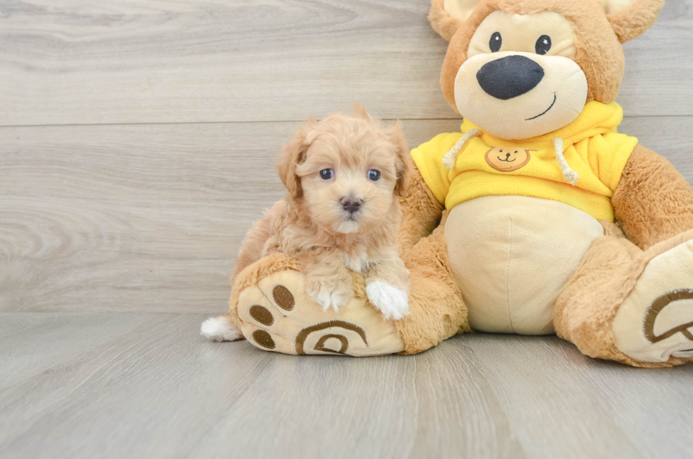 6 week old Maltipoo Puppy For Sale - Windy City Pups