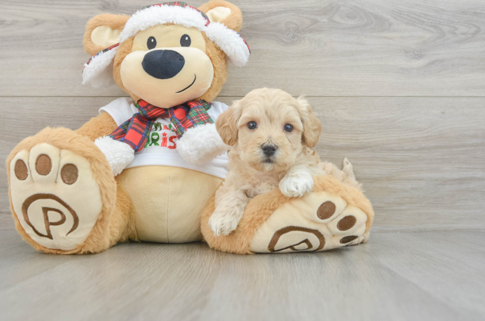 6 week old Maltipoo Puppy For Sale - Windy City Pups