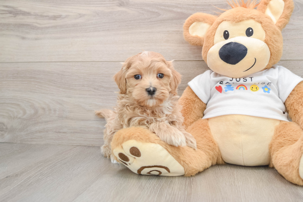 Maltipoo Puppy for Adoption