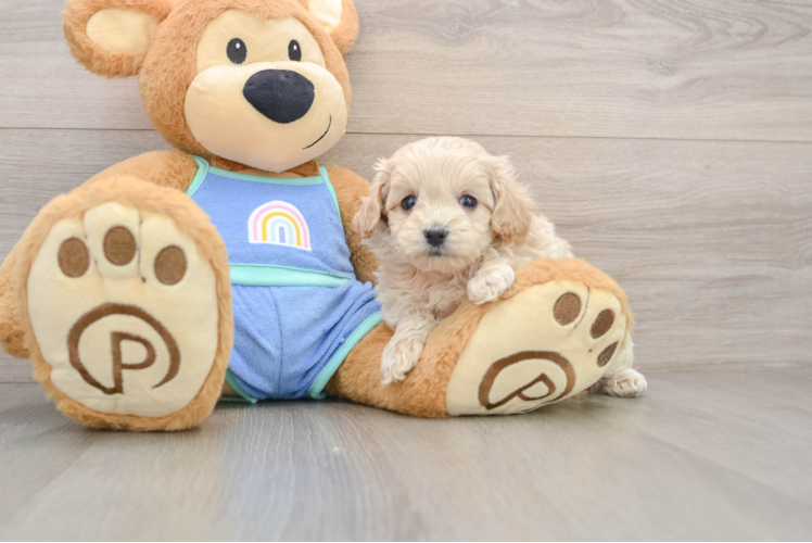 Maltipoo Pup Being Cute
