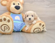 8 week old Maltipoo Puppy For Sale - Windy City Pups