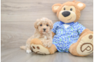 Maltipoo Pup Being Cute