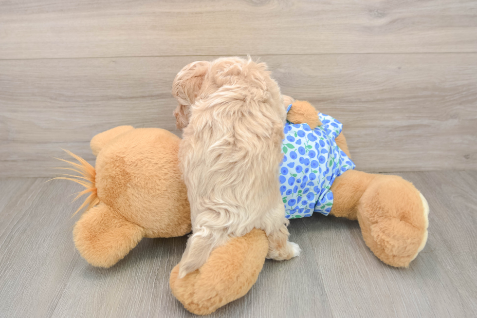 Petite Maltipoo Poodle Mix Pup
