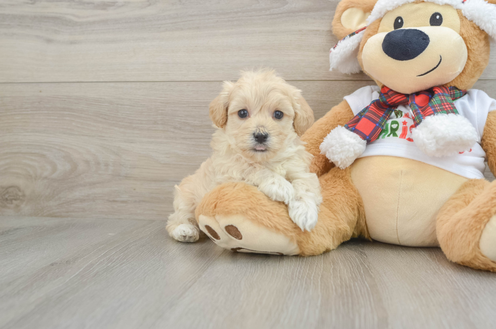 6 week old Maltipoo Puppy For Sale - Windy City Pups