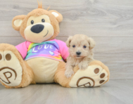 8 week old Maltipoo Puppy For Sale - Windy City Pups