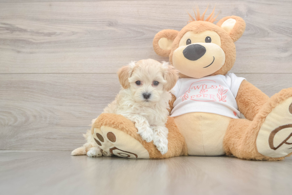 Friendly Maltipoo Baby