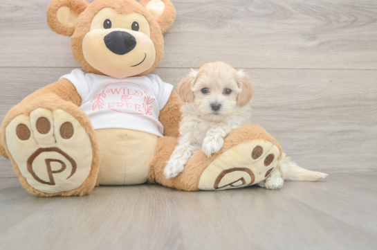 5 week old Maltipoo Puppy For Sale - Windy City Pups Maltipoo Pup Being Cute