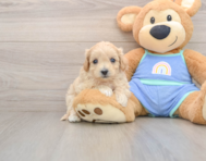 9 week old Maltipoo Puppy For Sale - Windy City Pups