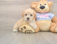 8 week old Maltipoo Puppy For Sale - Windy City Pups