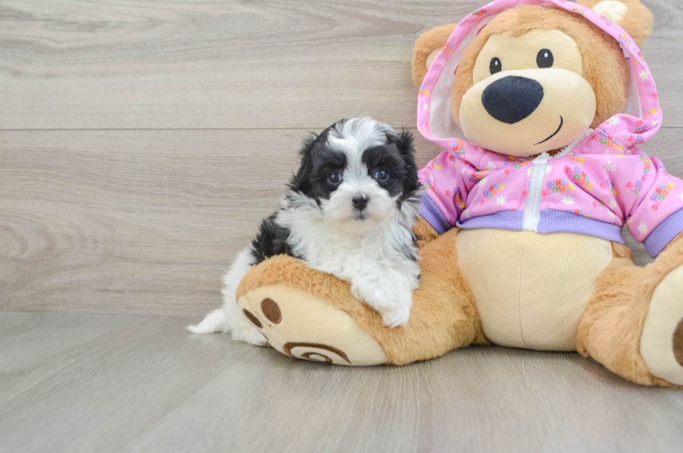 5 week old Maltipoo Puppy For Sale - Windy City Pups