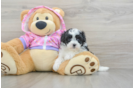 Funny Maltipoo Poodle Mix Pup