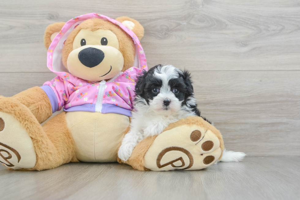 Funny Maltipoo Poodle Mix Pup