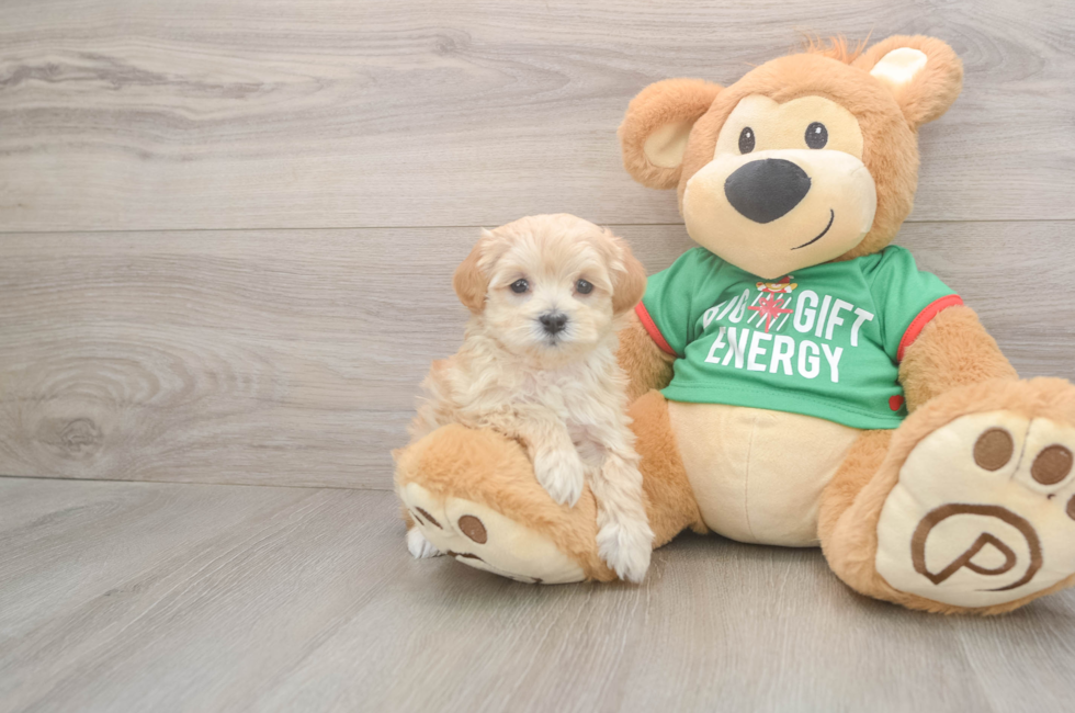 6 week old Maltipoo Puppy For Sale - Windy City Pups