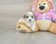 7 week old Maltipoo Puppy For Sale - Windy City Pups