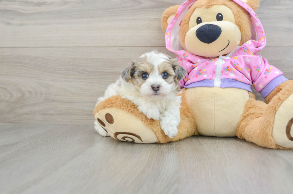 5 week old Maltipoo Puppy For Sale - Windy City Pups