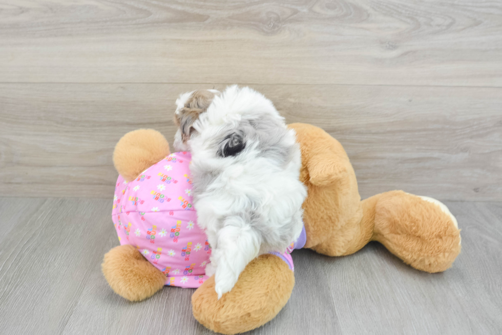 Adorable Multipoo Poodle Mix Puppy