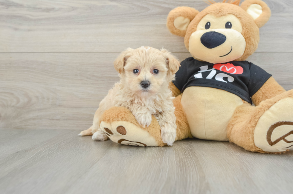 6 week old Maltipoo Puppy For Sale - Windy City Pups