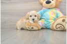Maltipoo Puppy for Adoption