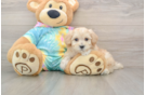 Maltipoo Puppy for Adoption