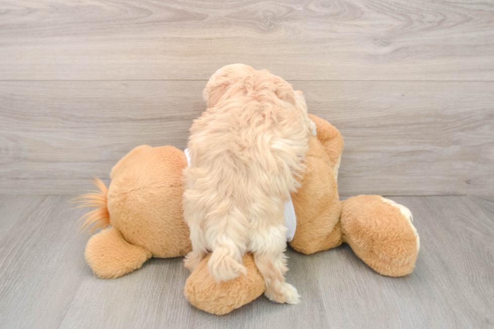 Maltipoo Pup Being Cute