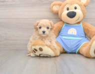 9 week old Maltipoo Puppy For Sale - Windy City Pups