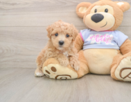 9 week old Maltipoo Puppy For Sale - Windy City Pups