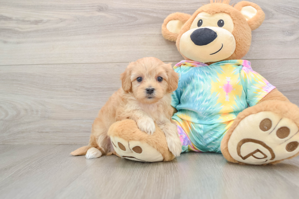 Maltipoo Pup Being Cute