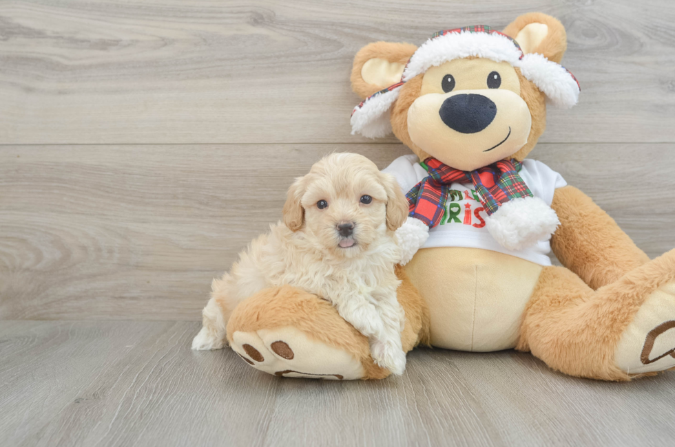 6 week old Maltipoo Puppy For Sale - Windy City Pups