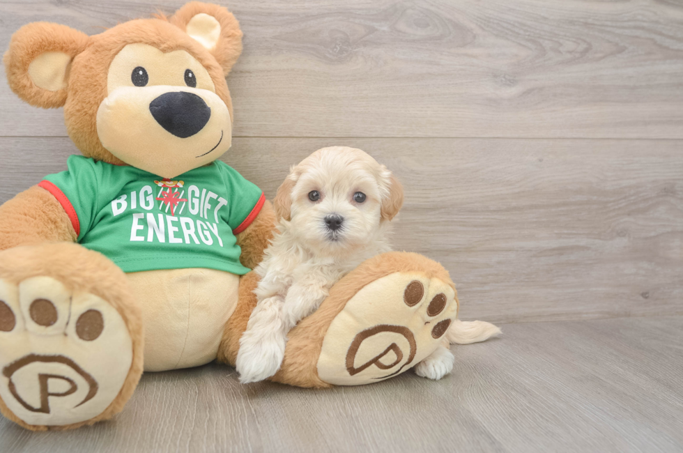 6 week old Maltipoo Puppy For Sale - Windy City Pups