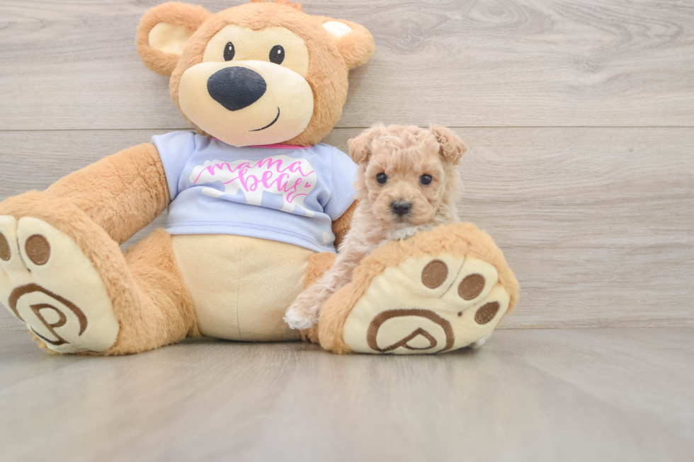 Maltipoo Puppy for Adoption