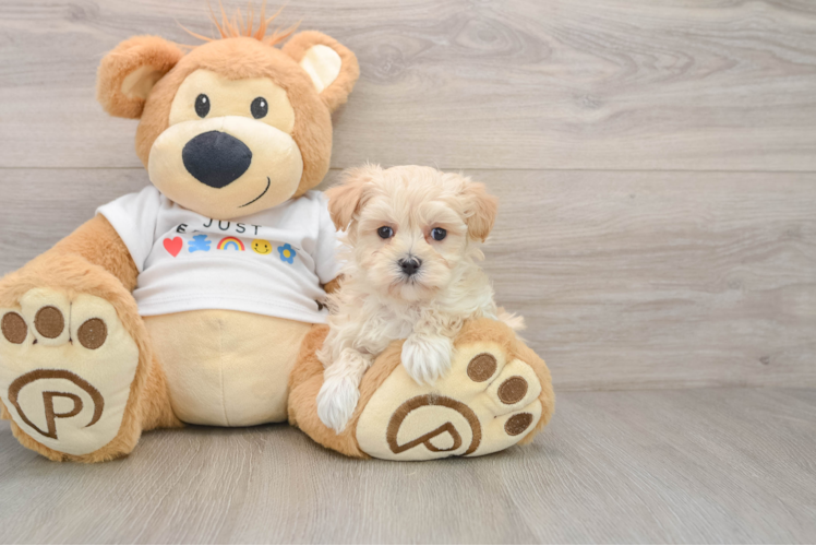 Funny Maltipoo Poodle Mix Pup