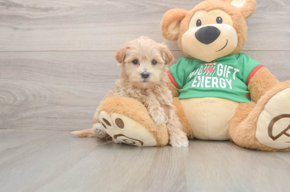 6 week old Maltipoo Puppy For Sale - Windy City Pups