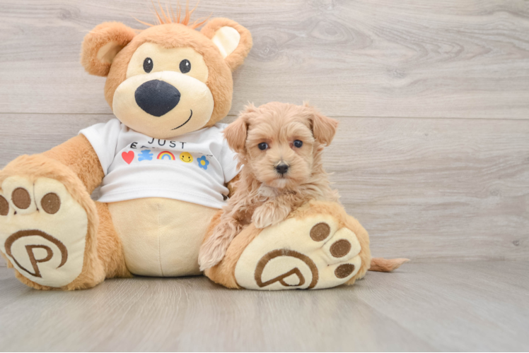 Maltipoo Puppy for Adoption