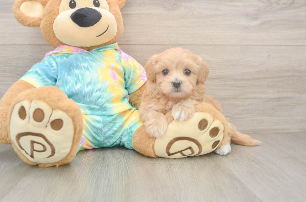 5 week old Maltipoo Puppy For Sale - Windy City Pups