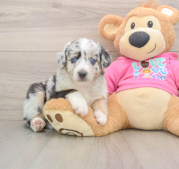 6 week old Mini Aussie Puppy For Sale - Windy City Pups