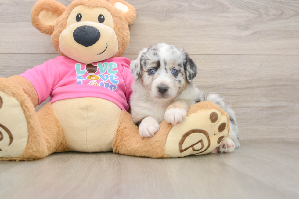 Friendly Mini Aussie Baby