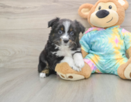 5 week old Mini Aussie Puppy For Sale - Windy City Pups