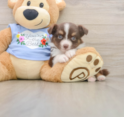 6 week old Mini Aussie Puppy For Sale - Windy City Pups